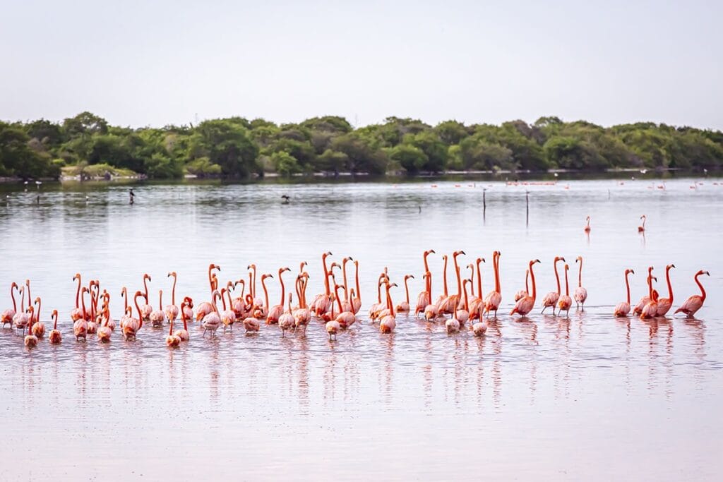 Flamingos in Isla Arena and Celestun