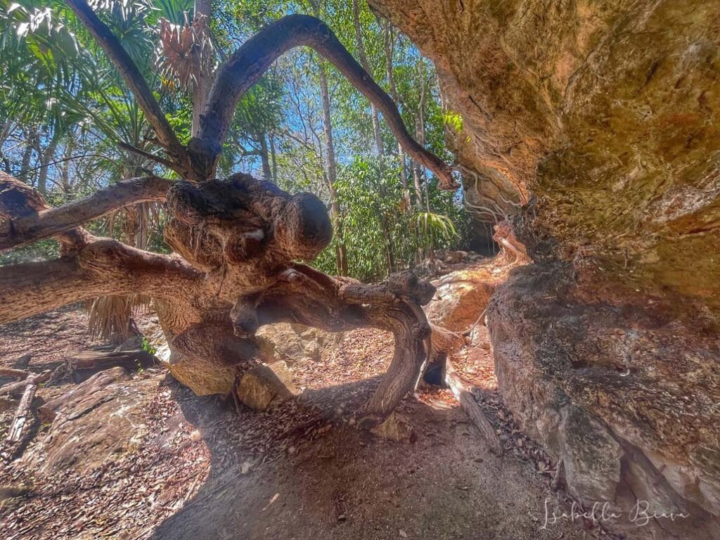 Fallen tree 