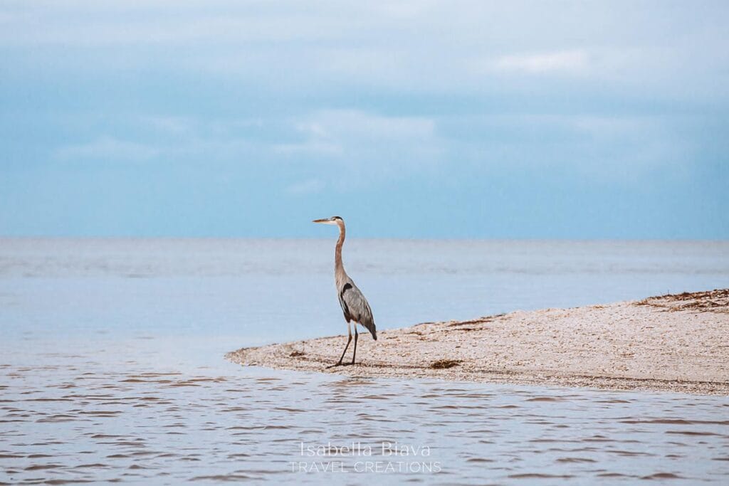 A heron stands on a sandy beach near calm water under a cloudy sky. The serene landscape has no visible landmarks or buildings.