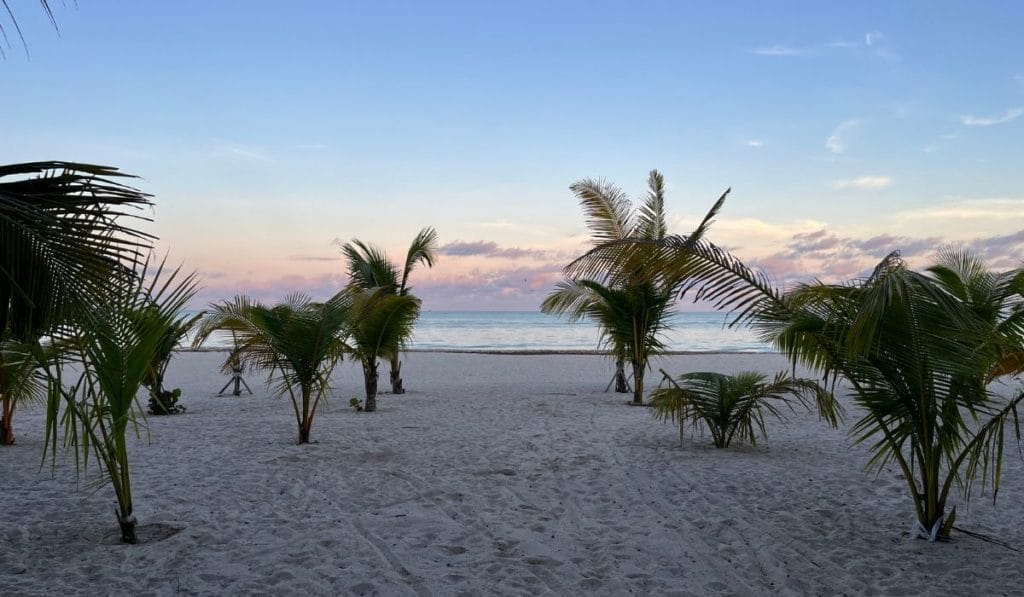 Celestun Beach Palms