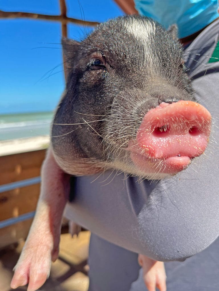 pig at beach