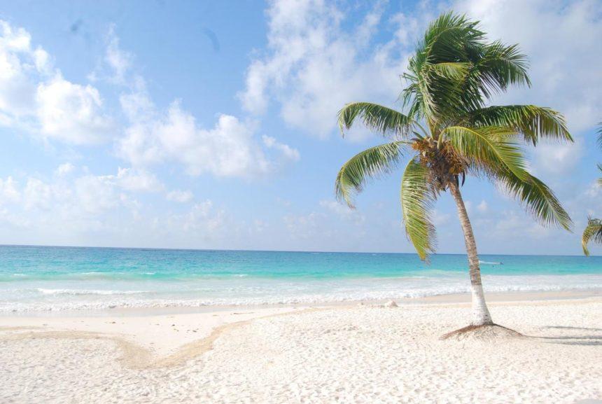 deserted beach with a palm tree