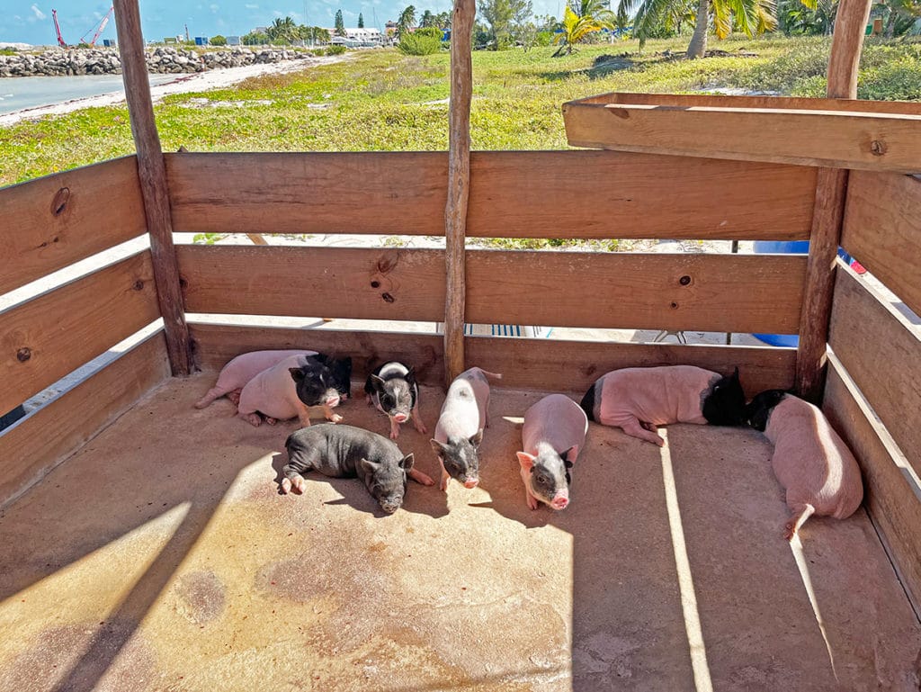 Vietnamese pigs