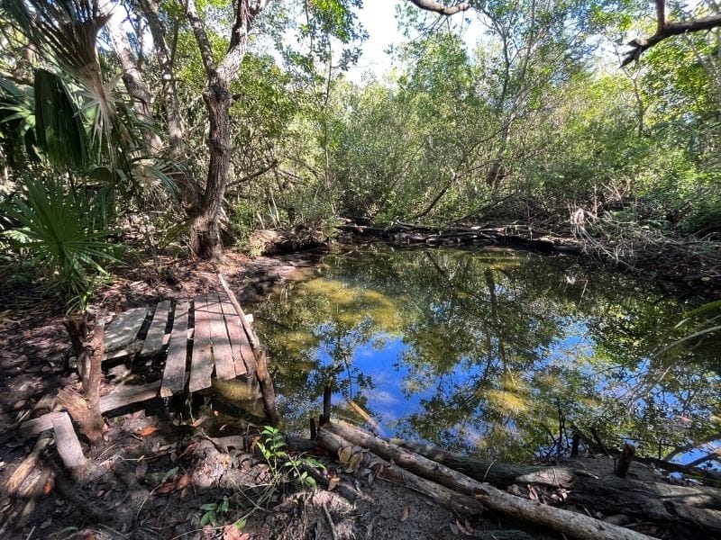 Sisal Ojo de Agua