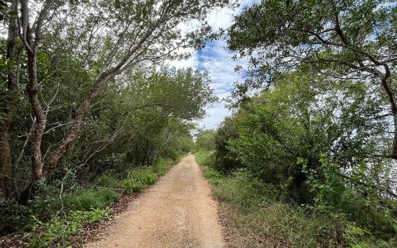 Sisal Mangrove tour