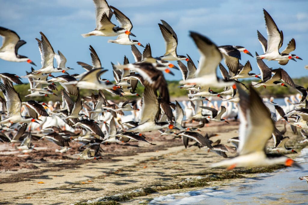 A large flock of black skimmers takes flight over a sandy beach, with the ocean and greenery in the background under a clear sky.