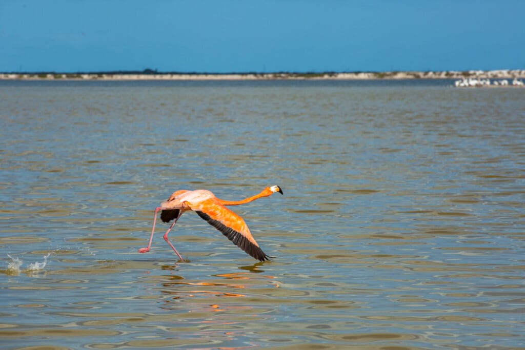A flamingo gracefully takes off over a tranquil body of water under a clear blue sky, with a distant shoreline in the background.