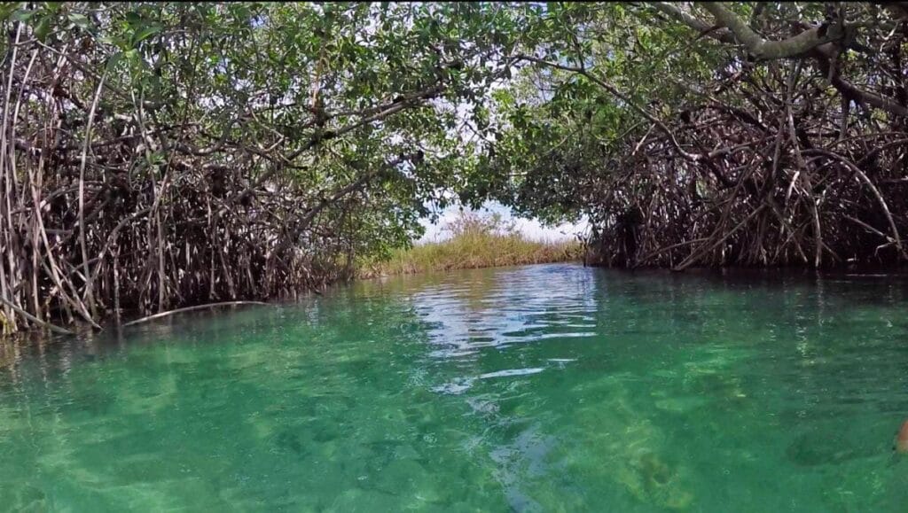 A serene waterway meanders through lush mangrove trees, reflecting clear turquoise water under a bright sky, creating a tranquil natural scene.