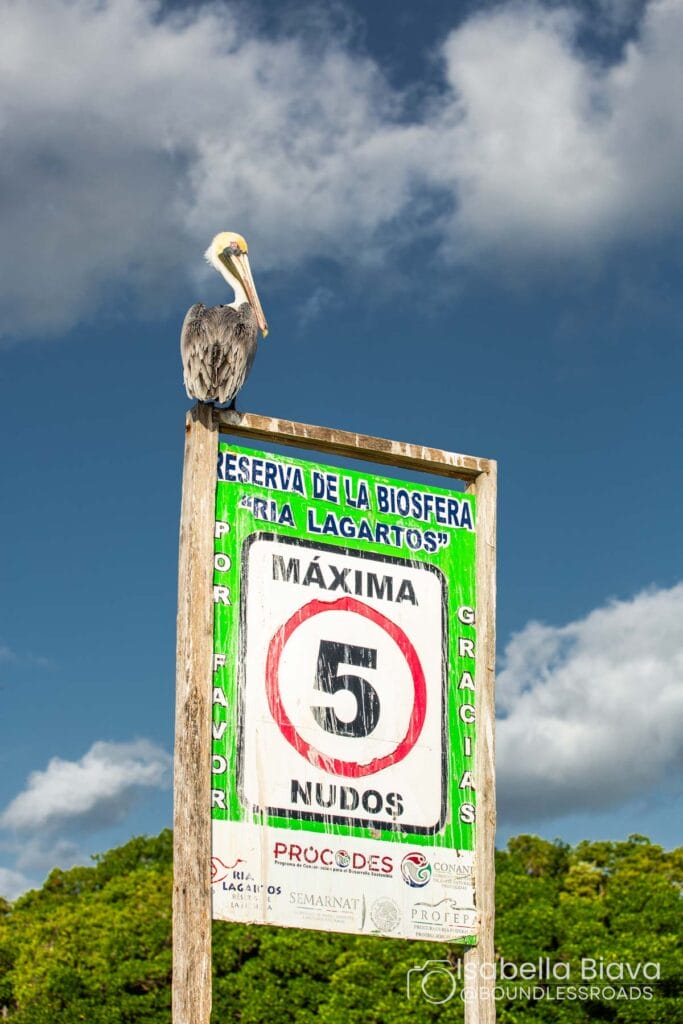 A pelican perched on a speed limit sign at Ría Lagartos Biosphere Reserve under a cloudy sky, surrounded by greenery.