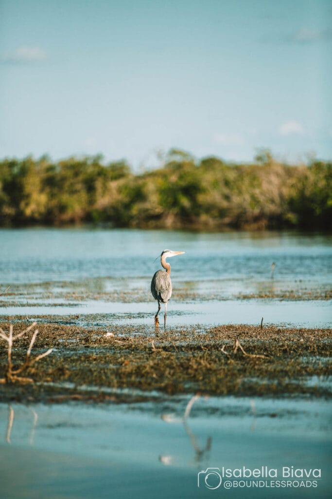 A heron stands in shallow water, surrounded by marshland, under a clear blue sky with distant green foliage. Peaceful and serene setting.
