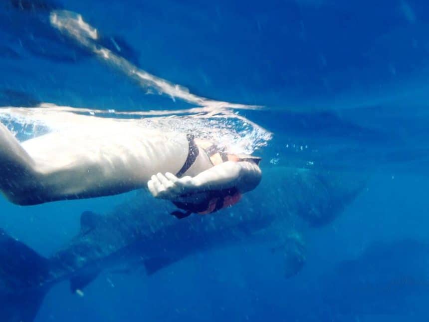 A person swims underwater near a large whale shark in clear blue ocean, capturing a close encounter with marine life.